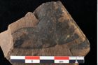 Foto (Detailansicht) von Xylomites liquidambaris Ettingshausen (NHMW-GEO-2024-0188-0056)